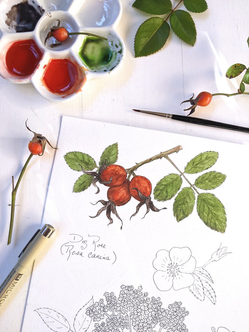 K&ouml;nnte beinhalten: Eine Aquarell-Illustration einer Heckenrose, auch bekannt als Rosa canina, mit gr&uuml;nen Bl&auml;ttern und roten Beeren. Die Illustration befindet sich auf einem wei&szlig;en Blatt Papier mit einer Farbpalette und Pinseln im Hintergrund.