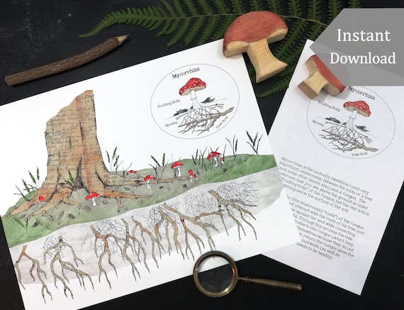Nature Study Mushroom Digital Print - Mycorrhiza- Printable PDF