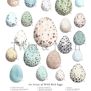 May include: An illustration of 16 different bird eggs, each with a unique pattern and color. The eggs are labeled with the names of the birds that lay them, including California Quail, Northern Mockingbird, Cedar Waxwing, American Crow, Dickcissel, Red-winged Blackbird, Blue Jay, Brown Cowbird, Northern Cardinal, Western Kingbird, Red-tailed Hawk, Killdeer, Bicknell's Thrush, Loggerhead Shrike, Raven, American Kestrel, Indigo Bunting, European Starling, Scarlet Tanager, Carolina Chickadee, and Spotted Sandpiper.