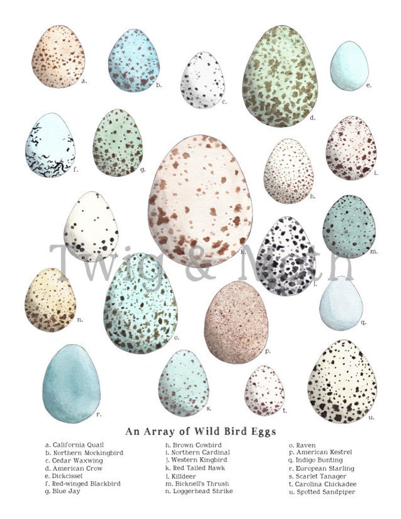 May include: An illustration of 16 different bird eggs, each with a unique pattern and color. The eggs are labeled with the names of the birds that lay them, including California Quail, Northern Mockingbird, Cedar Waxwing, American Crow, Dickcissel, Red-winged Blackbird, Blue Jay, Brown Cowbird, Northern Cardinal, Western Kingbird, Red-tailed Hawk, Killdeer, Bicknell's Thrush, Loggerhead Shrike, Raven, American Kestrel, Indigo Bunting, European Starling, Scarlet Tanager, Carolina Chickadee, and Spotted Sandpiper.