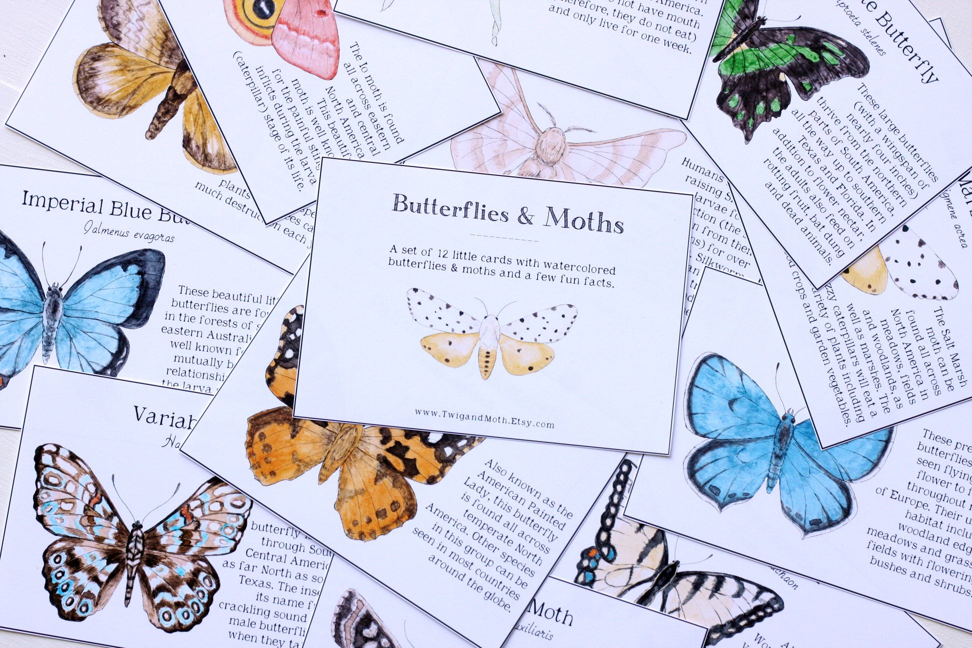 School Room Printable - Butterflies & Moths Learning Cards - Home ...