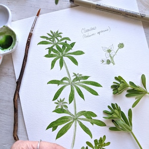 K&ouml;nnte beinhalten: Eine Aquarell-Illustration einer Klettenpflanze (Galium aparine) mit gr&uuml;nen Bl&auml;ttern und wei&szlig;en Bl&uuml;ten. Die Illustration befindet sich auf wei&szlig;em Papier, wobei der Name der Pflanze in Kursivschrift geschrieben ist.