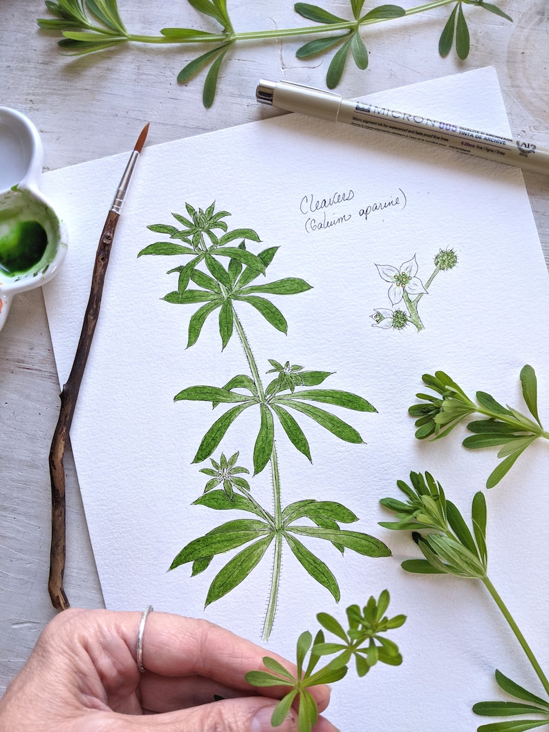 K&ouml;nnte beinhalten: Eine Aquarell-Illustration einer Klettenpflanze (Galium aparine) mit gr&uuml;nen Bl&auml;ttern und wei&szlig;en Bl&uuml;ten. Die Illustration befindet sich auf wei&szlig;em Papier, wobei der Name der Pflanze in Kursivschrift geschrieben ist.