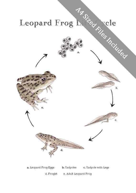 Leopard Frog Life Cycle Educational Printable Art A4 and 8x10