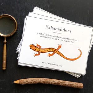 Salamandres - Une sélection de cartes d'apprentissage sur les salamandres d'Amérique du Nord - Numérique Montessori pour l'école à la maison - PDF imprimable