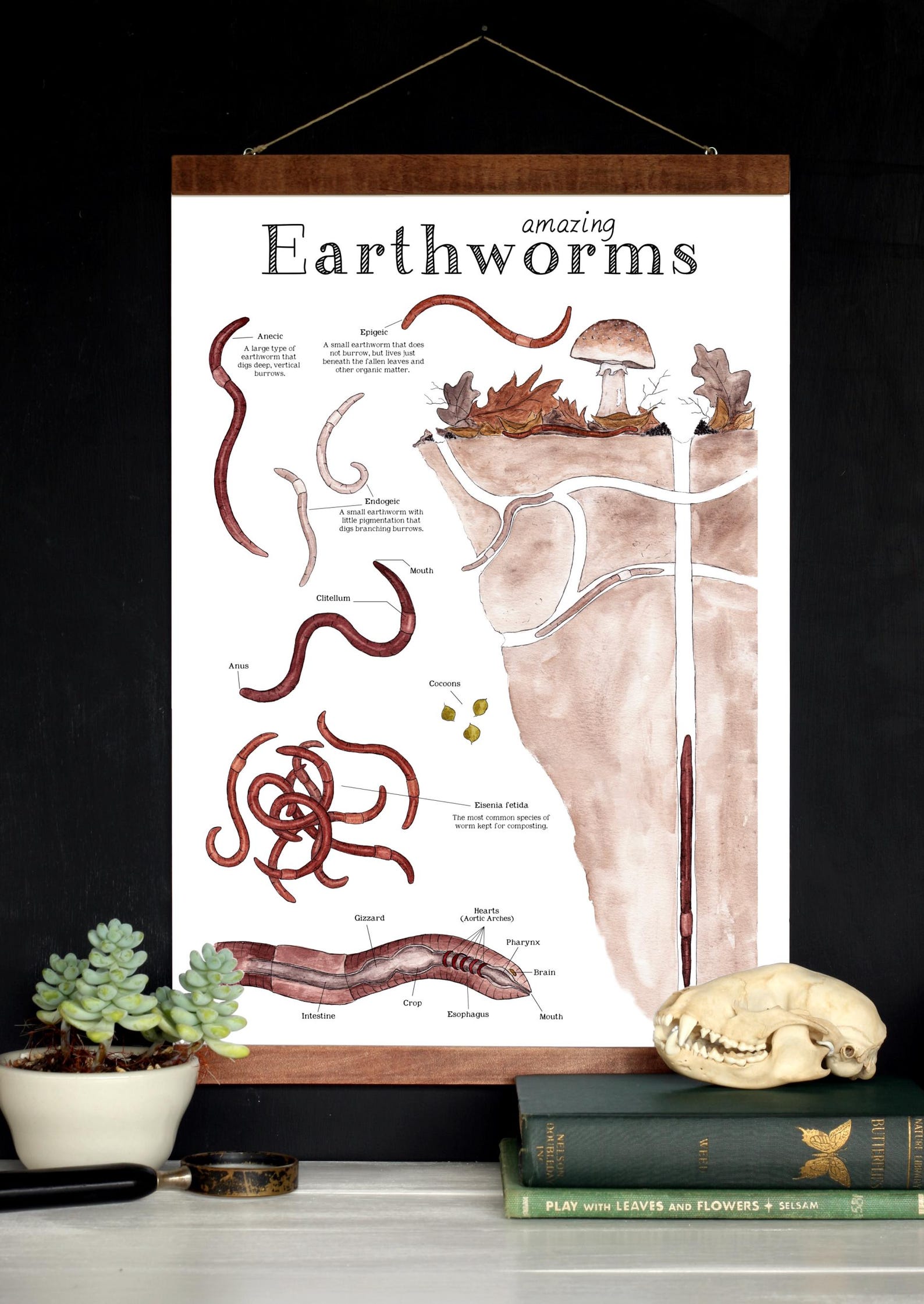 Amazing Earthworms 12 X 18 Poster - Earthworm Anatomy, Montessori ...