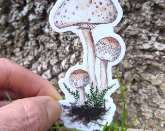 Three Tan Mushrooms Sticker ~ Waterproof and Weatherproof Small Gifts for Water Bottle, Laptop, Tablet, Car or Canoe