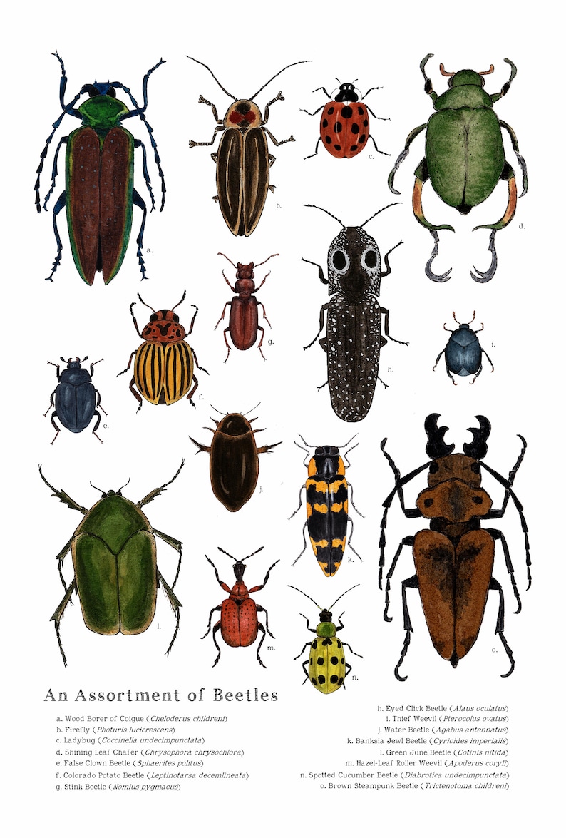 An Assortment of Beetles School Room Wall Art 12 x 18 Poster Montessori, Educational, Nature Study, Entomology, Insects image 2