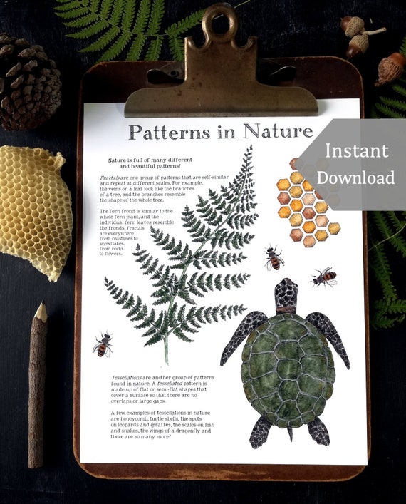 Patterns in Math & Nature School Room Printable 8.5 X 11 and - Etsy