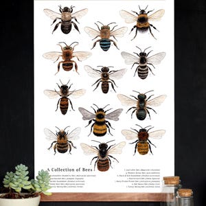 Op de afbeelding: Een poster getiteld "A Collection of Bees" toont gedetailleerde illustraties van verschillende bijensoorten. Het kunstwerk toont bijen in verschillende kleuren en patronen, met een houten frame aan de boven- en onderkant. De poster wordt tegen een donkere achtergrond weergegeven.