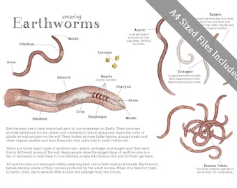 Earthworm Science Printable Educational Art 8.5 X 11 and A4 Sized