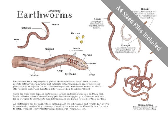 Earthworm Science Printable Educational Art 8.5 X 11 and A4 Sized