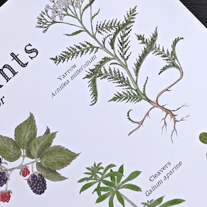K&ouml;nnte beinhalten: Eine botanische Illustration von Schafgarbe (Achillea millefolium) mit wei&szlig;en Bl&uuml;ten und gr&uuml;nen Bl&auml;ttern. Die Pflanze hat ein langes, braunes Wurzelsystem. Die Illustration ist auf wei&szlig;em Hintergrund.