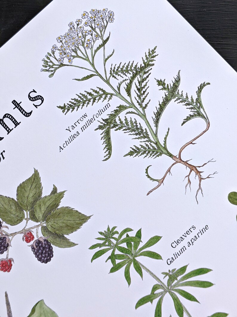 K&ouml;nnte beinhalten: Eine botanische Illustration von Schafgarbe (Achillea millefolium) mit wei&szlig;en Bl&uuml;ten und gr&uuml;nen Bl&auml;ttern. Die Pflanze hat ein langes, braunes Wurzelsystem. Die Illustration ist auf wei&szlig;em Hintergrund.