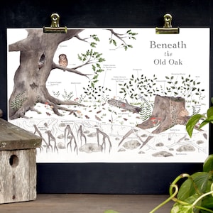 Nature Art Poster - Beneath the Old Oak - Nature Details - School Room Wall Art - 12 x 18 Poster - Montessori, Educational, Nature Study