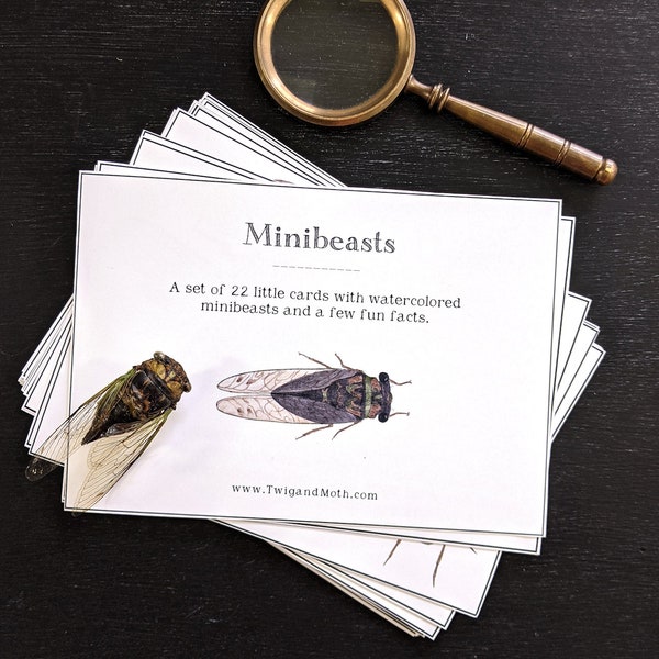 Minibeasts - Assortiment de cartes d'apprentissage sur les invertébrés - Numérique, École Montessori, École à domicile - PDF imprimable