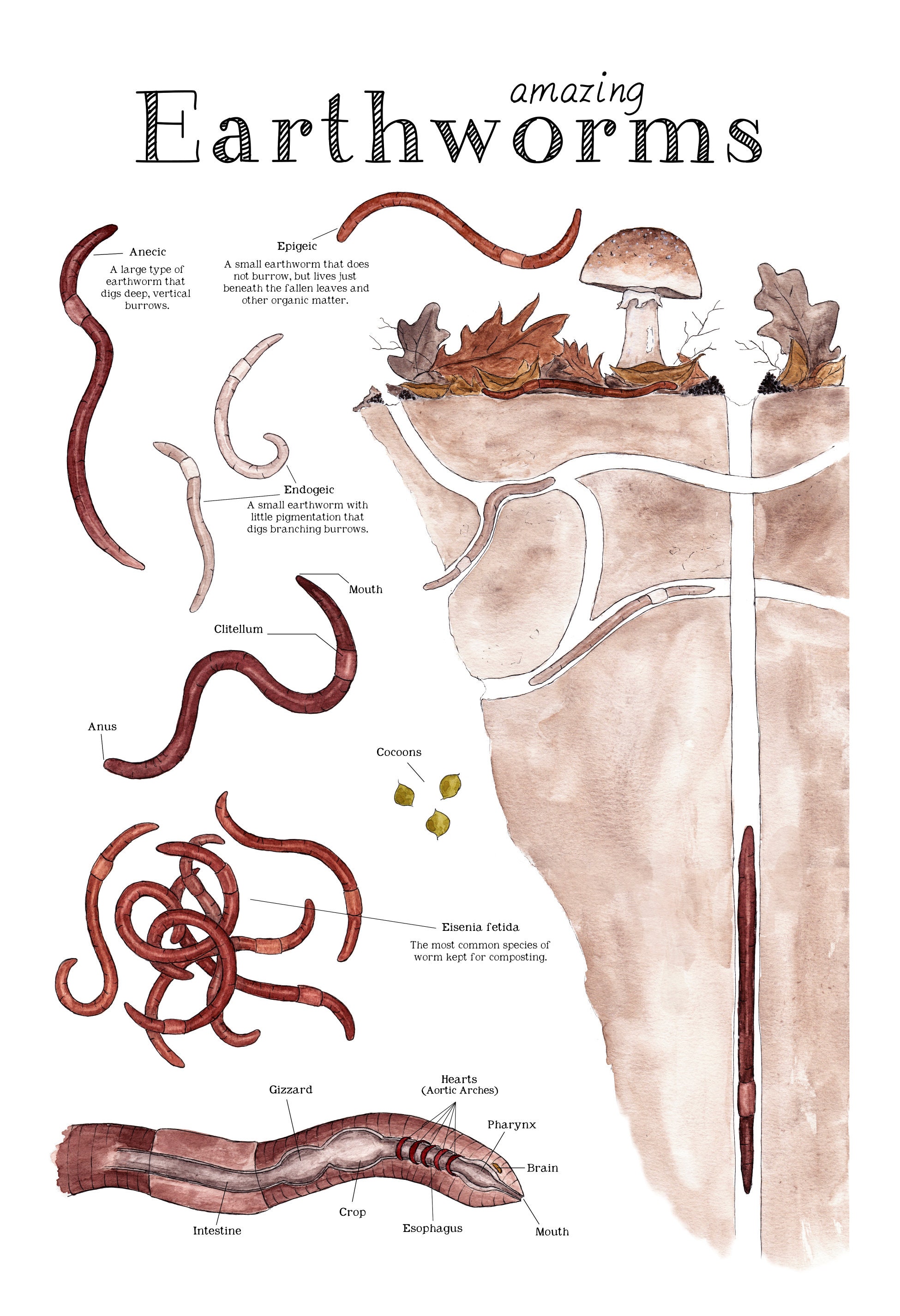 Amazing Earthworms 12 X 18 Poster Earthworm Anatomy Etsy