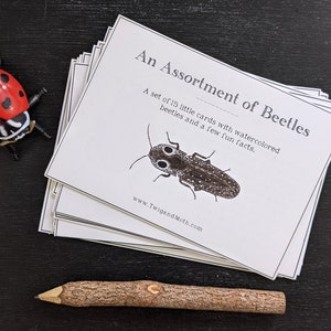 Beetles - An Assortment of Beetles Learning Cards - Montessori, Homeschool, Digital - Printable PDF