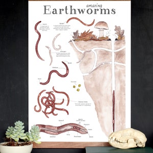 Amazing Earthworms 12 x 18 Poster - Earthworm Anatomy, Montessori, Science, Natural History, Nature Study, Worms