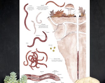 Amazing Earthworms 12 x 18 Poster - Earthworm Anatomy, Montessori, Science, Natural History, Nature Study, Worms