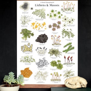Lichens & Mosses 12 x 18 Poster Forest, Woodlands, Nature Study, Montessori, Charlotte Mason, Educational, Nature image 1
