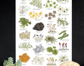 Lichens & Mosses 12 x 18 Poster - Forest, Woodlands, Nature Study, Montessori, Charlotte Mason, Educational, Nature