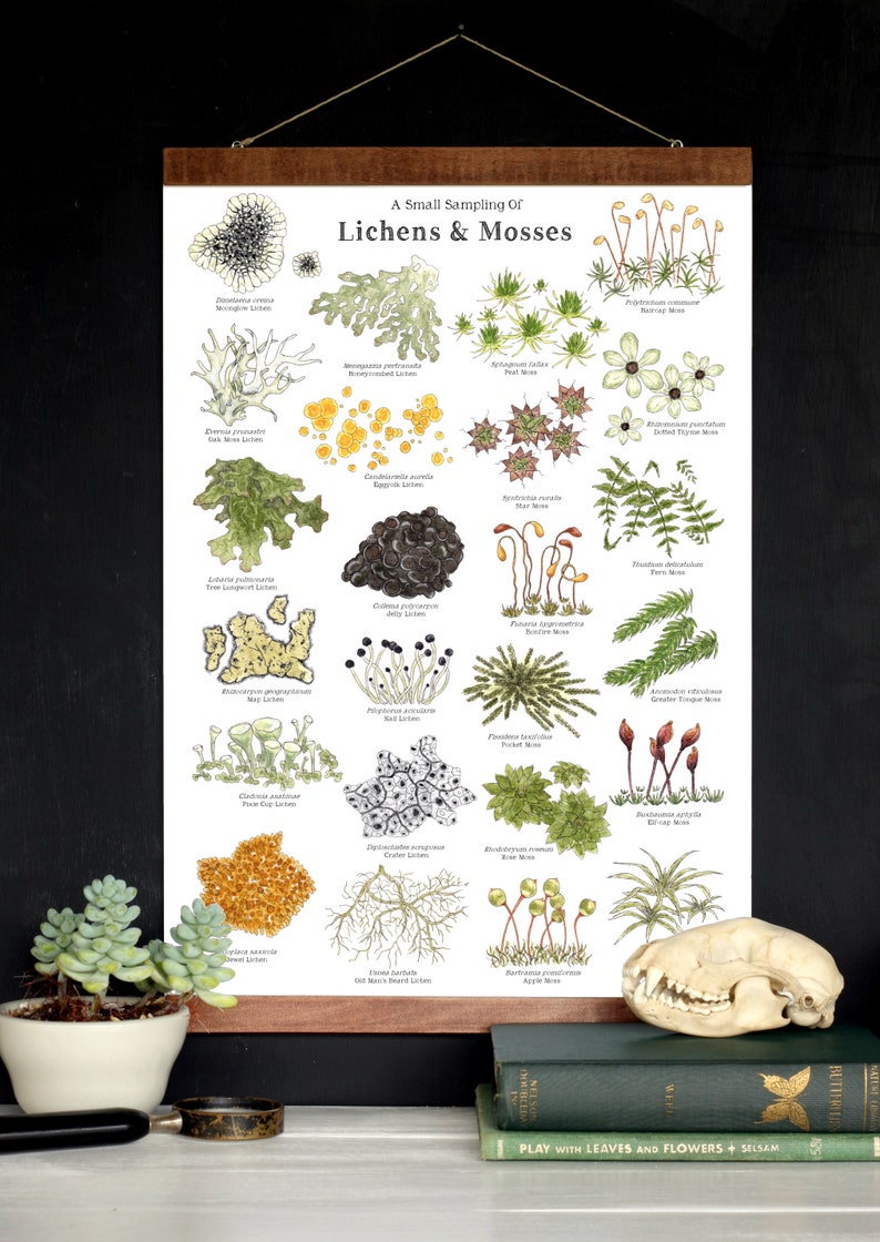 Lichens & Mosses 12 x 18 Poster Forest, Woodlands, Nature Study, Montessori, Charlotte Mason, Educational, Nature image 1