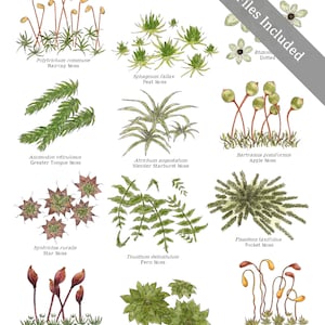 May include: A colorful illustration of 10 different types of moss, with their common and scientific names. The illustration is in a watercolor style and features a variety of green, brown, and yellow hues.