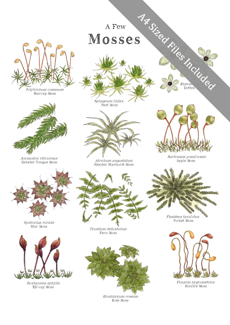 May include: A colorful illustration of 10 different types of moss, with their common and scientific names. The illustration is in a watercolor style and features a variety of green, brown, and yellow hues.