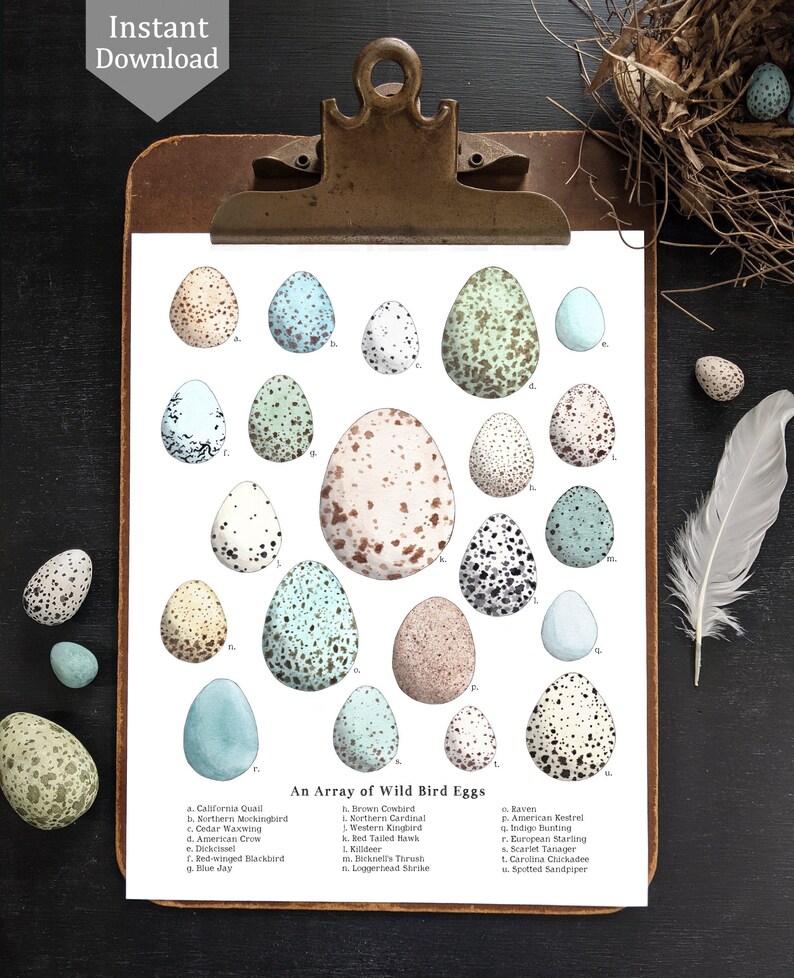 May include: An illustration of an array of wild bird eggs, with each egg labeled with the name of the bird that laid it. The eggs are depicted in various colors and patterns, including blue, green, brown, and white.