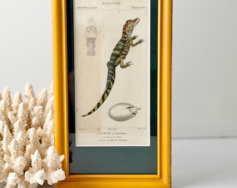 Hand Colored Engraving Spectacled Cayman Jean Gabriel Pretre Dictionary of Natural Science