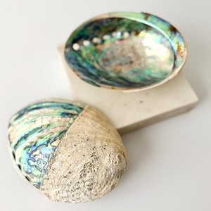 May include: Two abalone shells, one positioned with its iridescent, multi-colored interior facing upward and the other showing its textured, rough, beige exterior surface. The shells display natural swirling patterns of green, blue, and pearlescent hues.