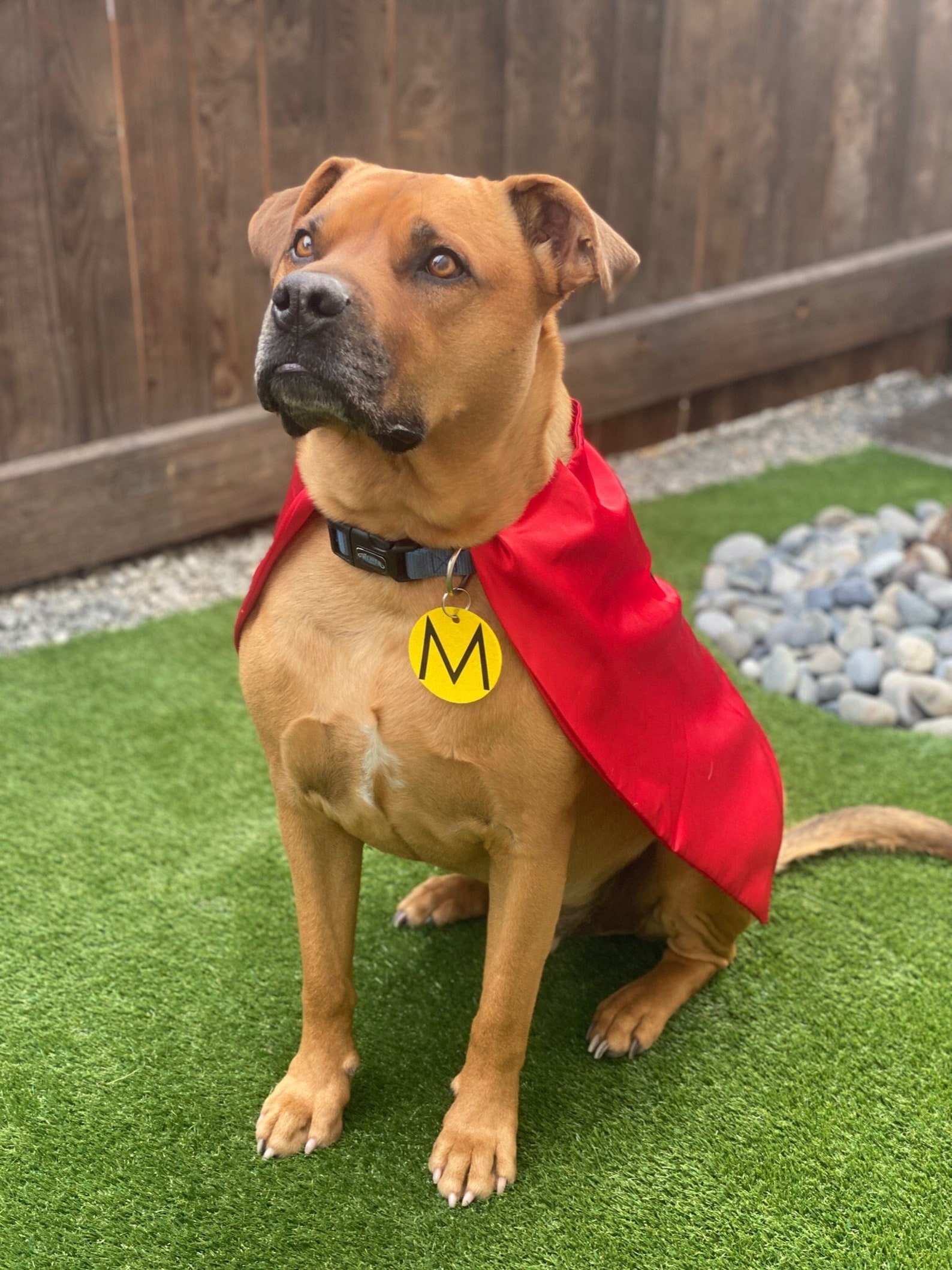 superhero dog costume