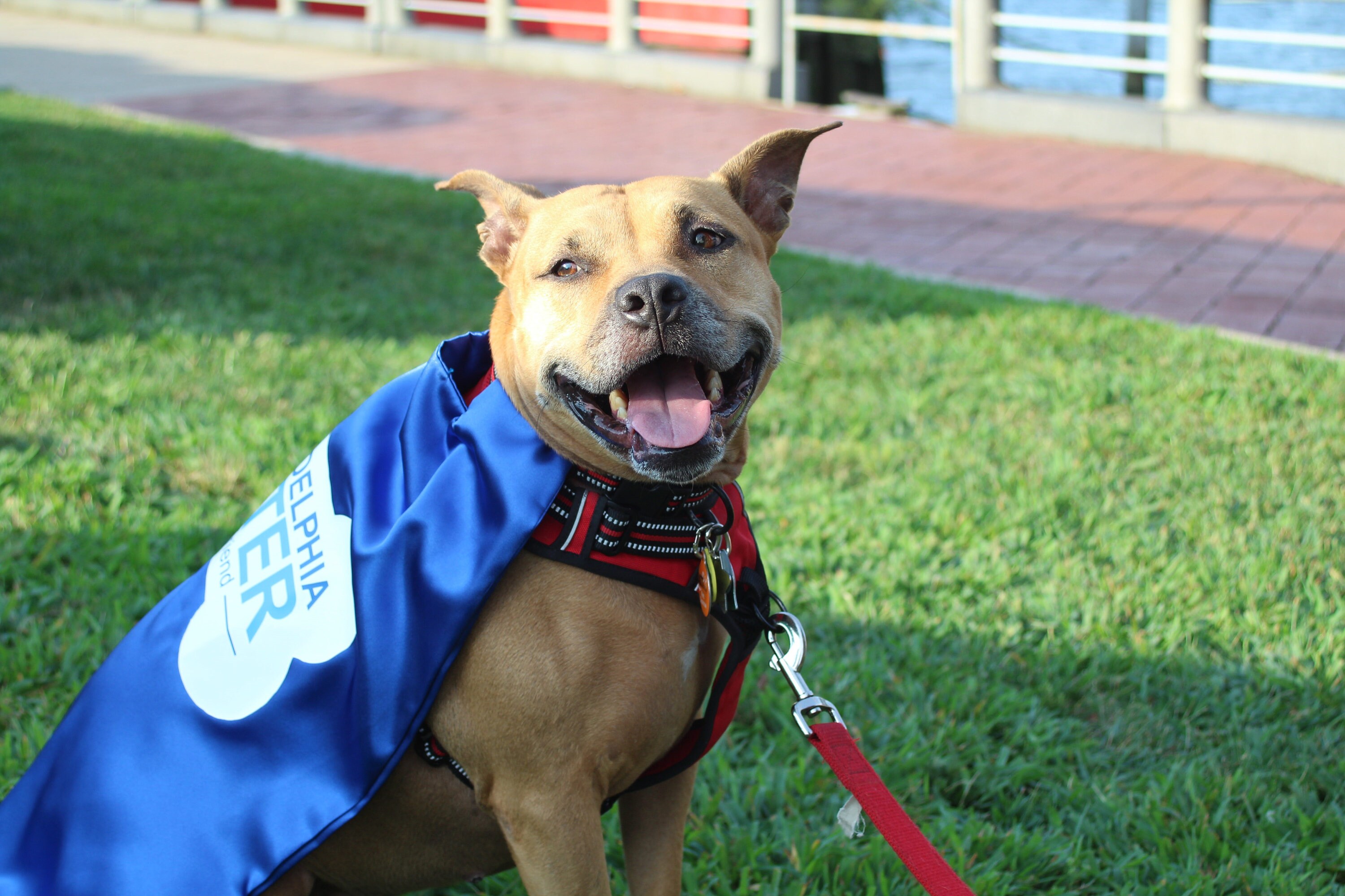 Dog Cape Superhero Cape for Dogs Capes for Dogs Super Etsy
