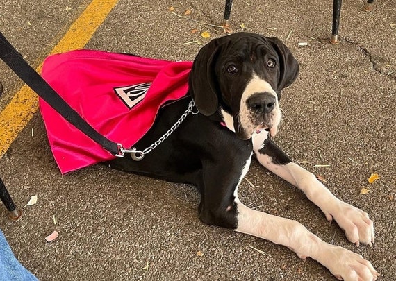 Dog Cape - Superhero Cape for Dogs - Capes for Dogs - Super Dog Cape - Dog Costume - Halloween Costume for Dogs - Dog Coat - Dog Clothes Il_570xn
