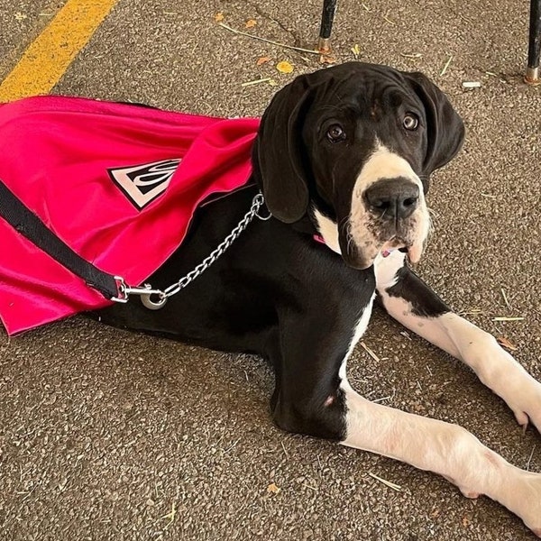 Capa para Perros - Capa de Superhéroe para Perros - Capas para Perros - Capa de Super Perro - Disfraz de Perro - Disfraz de Halloween para Perros - Abrigo para Perros - Ropa para Perros