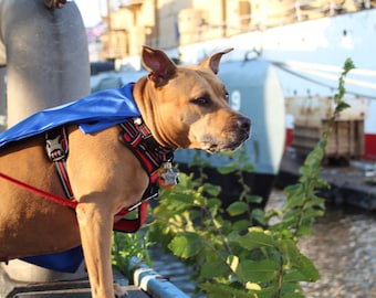 Hunde Cape - Superhelden Cape für Hunde - Capes für Hunde - Super Hunde Cape - Hundekostüm - Halloweenkostüm für Hunde - Hundemantel - Hundebekleidung
