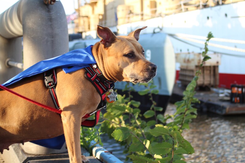 Dog Cape Superhero Cape for Dogs Capes for Dogs Super Etsy