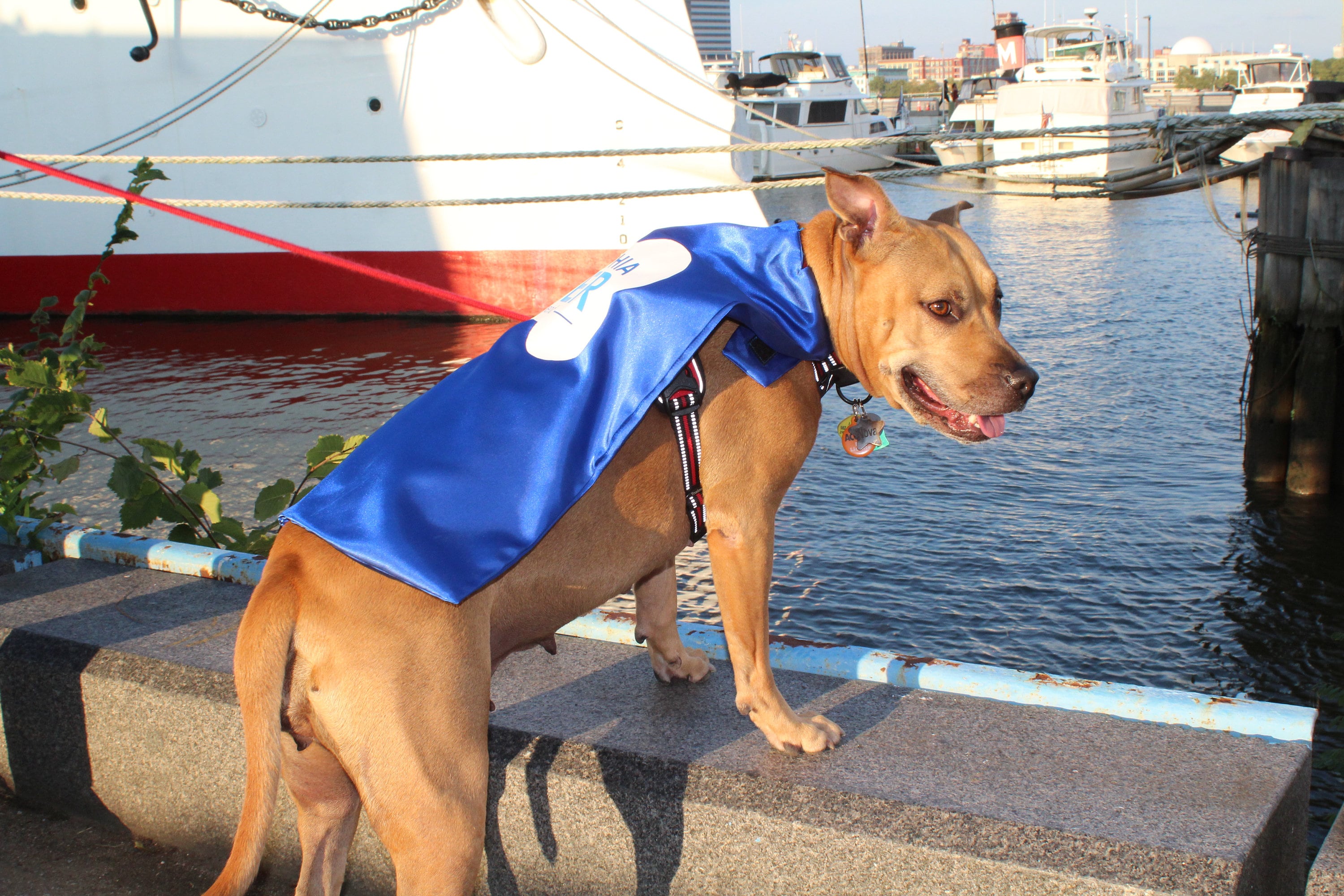 Dog Cape Superhero Cape for Dogs Capes for Dogs Super Etsy