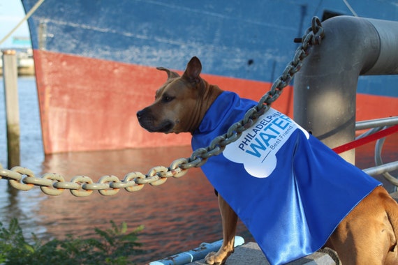 Dog Cape - Superhero Cape for Dogs - Capes for Dogs - Super Dog Cape - Dog Costume - Halloween Costume for Dogs - Dog Coat - Dog Clothes Il_570xn