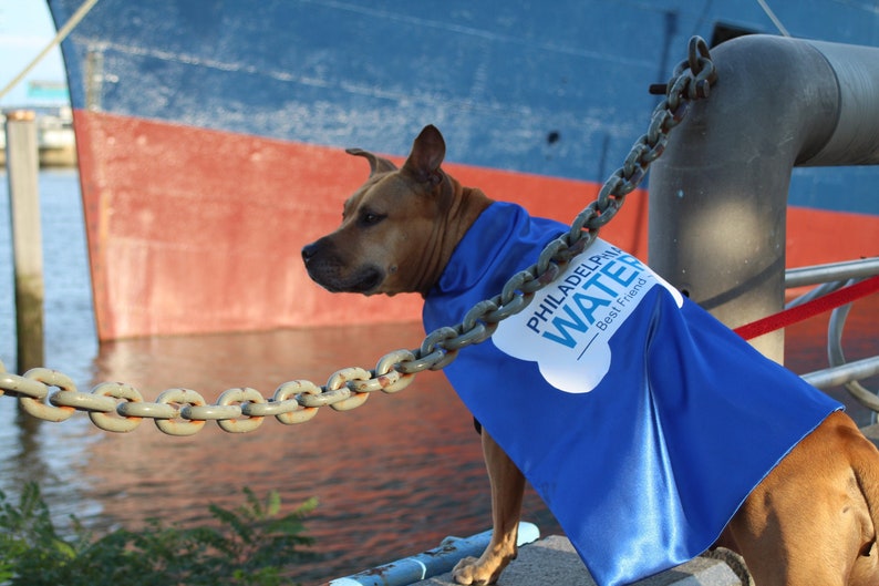 Dog Cape Superhero Cape for Dogs Capes for Dogs Super Etsy