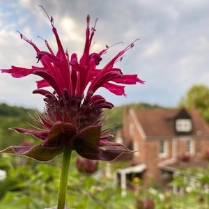 May include: A close-up of a vibrant pink flower with a dark red center, blooming in a garden setting. The flower is in focus, while a brick house is blurred in the background.