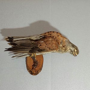 Könnte beinhalten: Ausgestopfter Greifvogel auf einer Holzplakette montiert. Der Vogel hat braune und beige Federn mit dunklen Flecken auf Rücken und Flügeln. Der Kopf des Vogels ist nach rechts gedreht, und sein Schnabel ist leicht geöffnet.