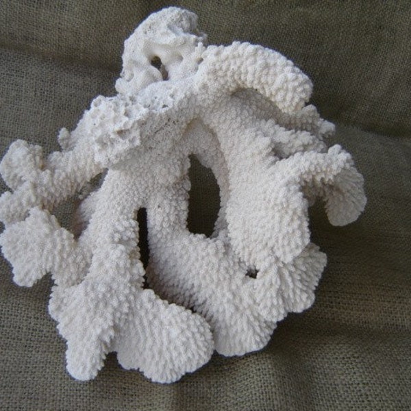 Vintage Large Coral Branches Specimen Beach Cottage Decor  Pottery Barn Inspired Decor REDUCED