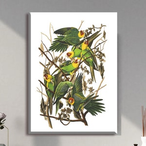 John James Audubon Painting: Carolina Parakeets Canvas Wall Art. Fine Art Print/Poster, Animal Print, Bird Poster,Gift Art,Parrot Print Art