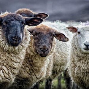 Sheep Domestic Animal Canvas Wall Art Design / Poster or Canvas Ready to Hang / Poster Print Decor for Home & Office Decoration Art