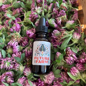 Fresh Red Clover Tincture (Extract) grown on transitioning to organic farmland in Kentucky.