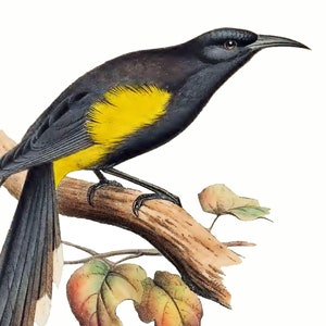 Puede incluir: Un pájaro negro y amarillo con una cola larga posado en una rama con hojas marrones.
