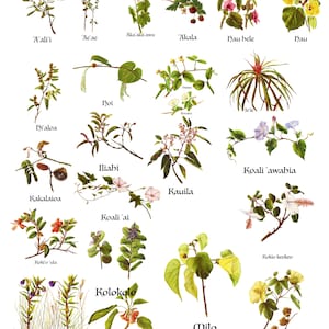 May include: An illustrated chart of Hawaiian plants with their names in English. The chart features 18 different plants with their botanical names and common names. The plants are depicted in a realistic style with detailed illustrations of their leaves, flowers, and fruits.