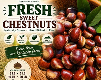 Organic Sweet Chestnuts from Kentucky | 2026 Harvest, Hand-Picked, Raw